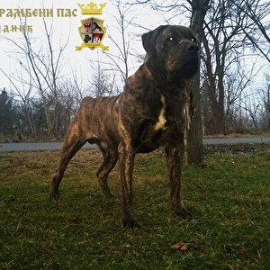ДОН
