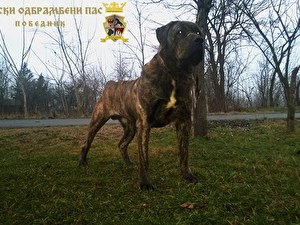 ДОН