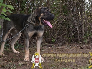 ВОЖД